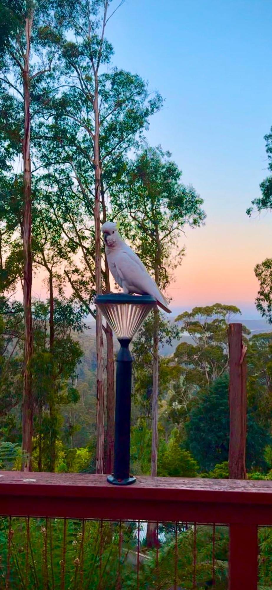 Melbourne Topview Villa In Dandenong Ranges Near Skyhigh Kalorama Exteriör bild